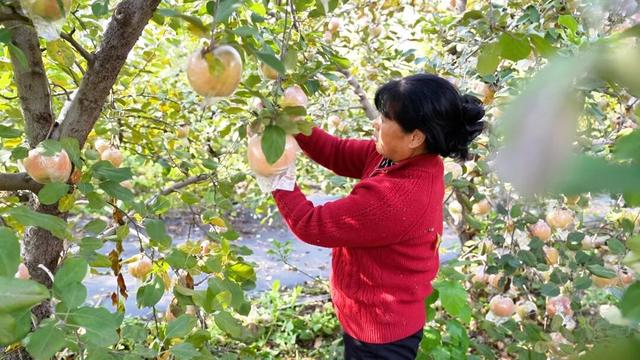 广饶初冬的仪式感来了！