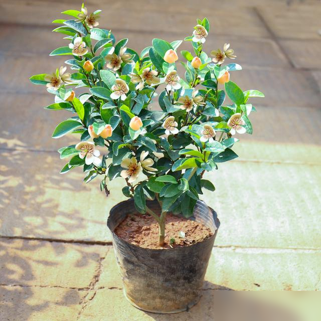 “家养6种花，不富还败家”，平常养的这些花，原来都“不吉利”