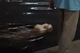 天津大爷跳水 天津小狗游泳图片