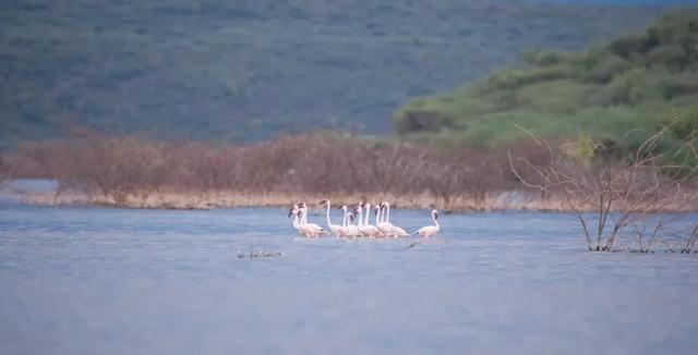 春节9天假直奔肯尼亚?这届游客开始“错峰”看动物