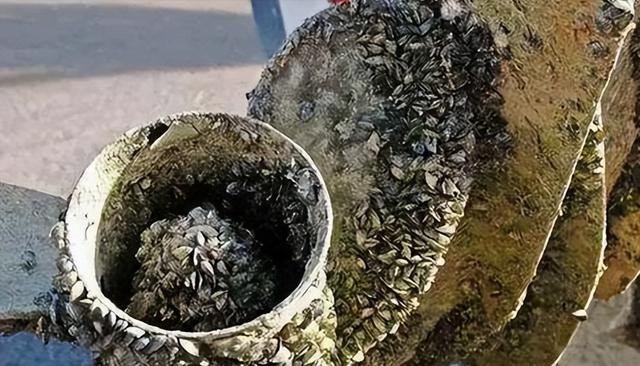 航母才是巨型捕鱼船？辽宁舰每次带回数十吨海鲜，为啥不吃却销毁