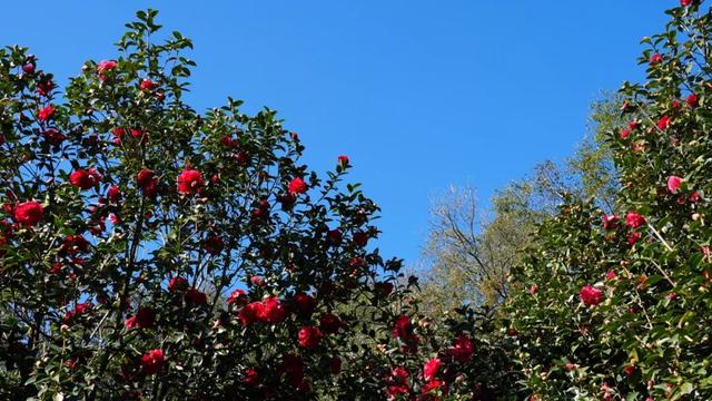 免费打卡！腾冲千株茶花绽放迎春，藏尽初春温柔