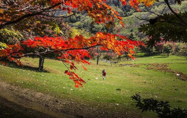 乘着高铁游白山 | “百区百景”打卡攻略之临江市溪谷景区