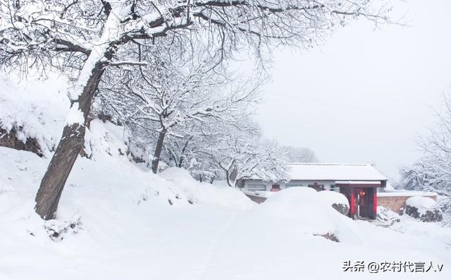 “立冬不过午，三九雪堵门”，明日立冬，今年冬天雪大吗？早了解
