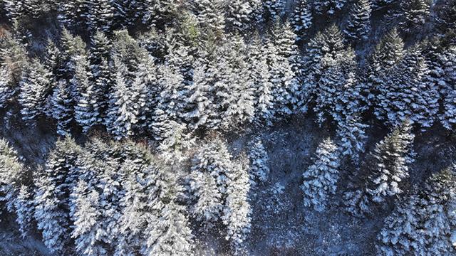 武山县太皇山：雪松琼枝绽冬韵