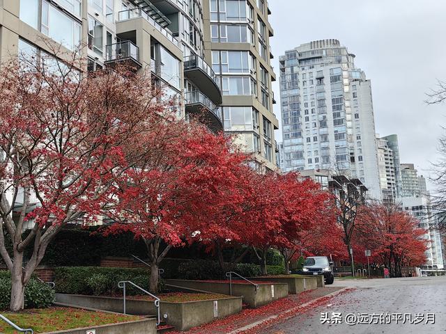 温哥华游记（六）