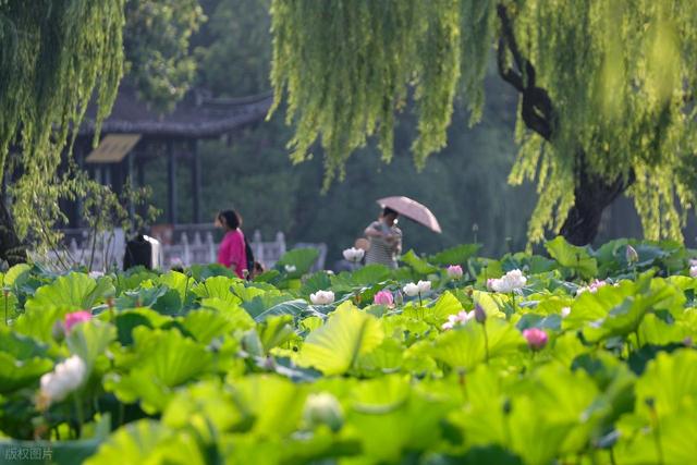 瘦西湖小众赏荷路线：避开人潮，邂逅夏日治愈系“荷”颜悦色