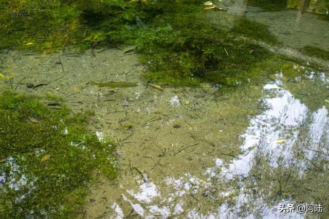 丽江的最美秋色九鼎龙潭，但位置隐秘，大部分游客都视而不见