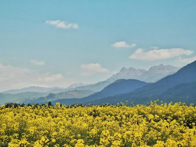 错峰赏花，今年3-5月，去这8个人少的地方，漫山遍野春和景明