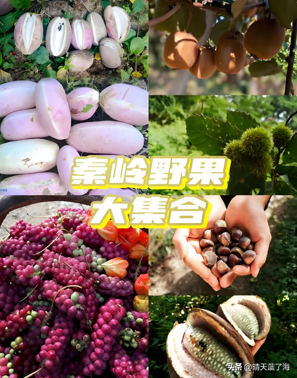 摘野果，品野味。山野甜趣：西安周边一日采摘野果宝藏路线推荐。