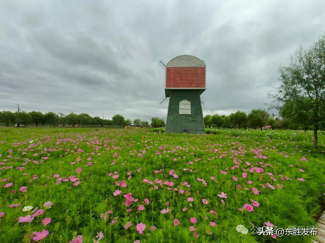快去拍照打卡🤳！鄂尔多斯这里夏日限定花海盛放→