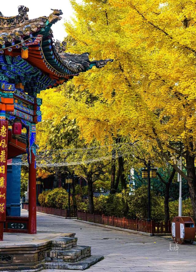 初冬时节，回眸临夏最后一抹绚烂