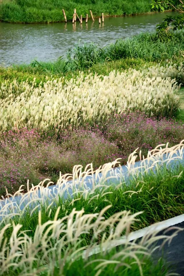大美湿地“深”有诗意