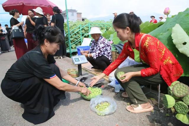 弥渡夏日荷塘等你来
