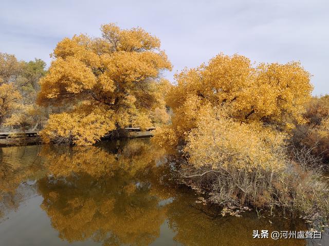 金塔胡杨林