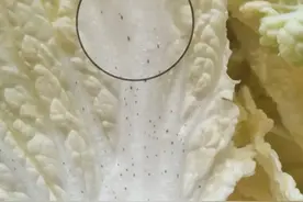 长小黑点的白菜能吃吗？这些你以为坏了的食物，其实都能吃！图片