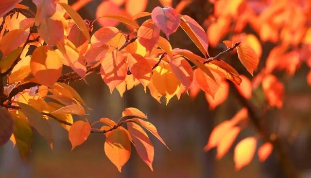 赏“秋”正当时！来太原这个公园遇见最美秋日