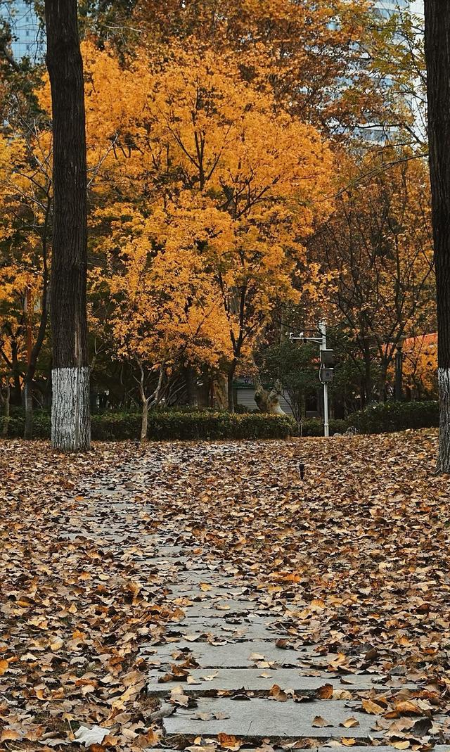 临沂市区赏秋地图出炉！红枫、银杏、落叶道…承包你的秋日朋友圈