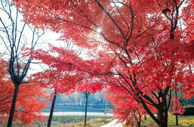 【多图预警！】这里不是5A景区，是鲁南制药！