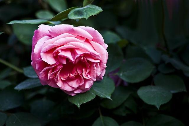 头条爆文《夫妻最好的相处：不是搭伙过日子，而是并肩闯人间》