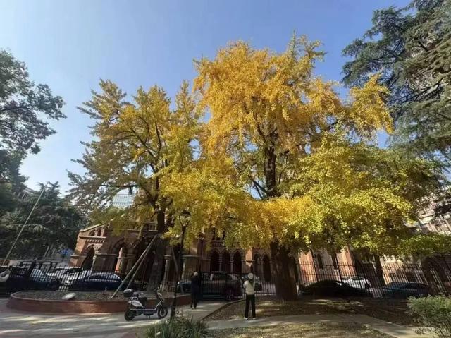 秋色浓度已拉满，谁还没偶遇申城街头的 “赤橙黄绿交响曲”？