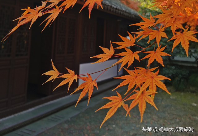 这个杭州“超绝枫叶地”真棒，人少景美中式拉满，免费且跨越时空