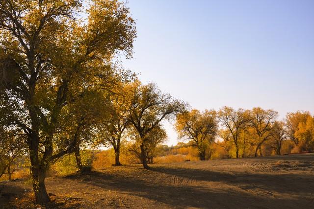 镀了金的新疆秋色，彩色绘就，五处秘境邂逅最诗意的天山南北