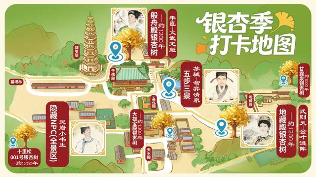 济南的这些千年银杏树美得正当时，最后“黄金期”快去打卡！