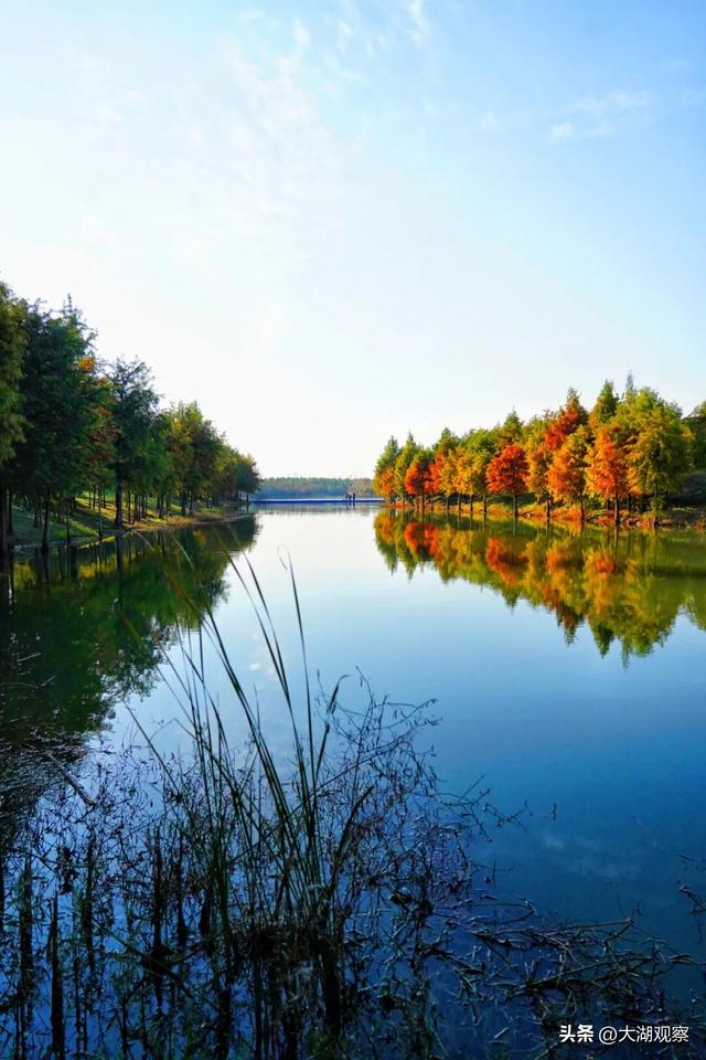 美成油画！合肥这片红衫林，藏不住了！