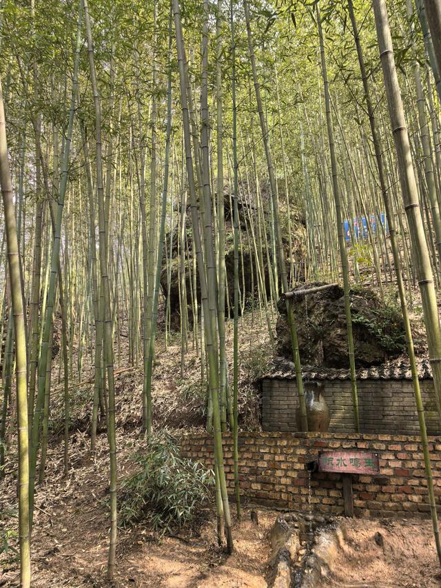 黄土里的鲸鱼：白鹿原上，关中竹海，暖如阳春，幽似江南