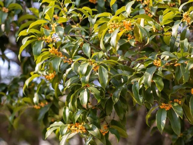 杭州“河边赏桂地图”来了