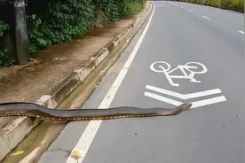 后背发凉！云南大理，有村民在路边发现一条凶猛的大蛇图片