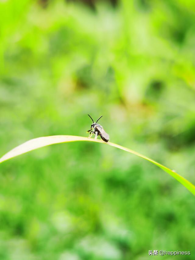 原创拍摄，叶尖上的小虫（第一篇）