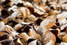 自己晒得橘子皮能当陈皮用吗？一文科普，建议了解图片