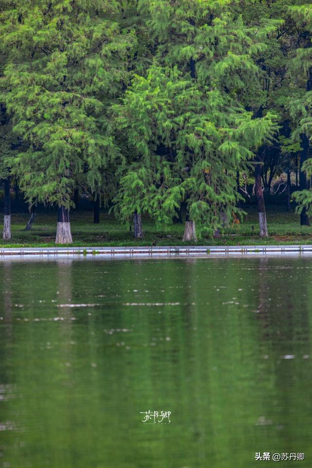 武汉的夏天，有多热就有多美！东湖听雨感受一场“风雅集”