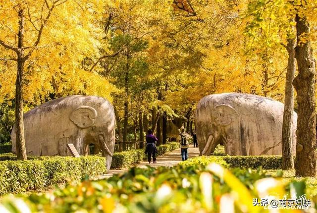 “含金量”渐满～南京的浪漫藏不住了！