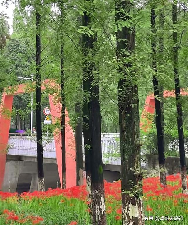 成都市区彼岸花，花开成海，不要门票，地铁公交直达！