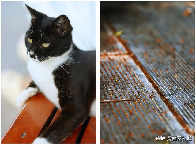 上一个晴天，为你“抢收”了5片金灿灿的桂花