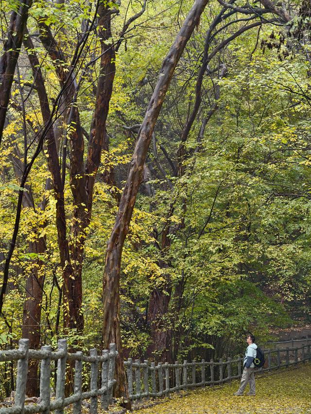 秋雨访皇藏峪，瑞云寺前问禅心