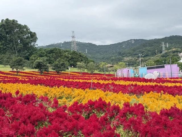 秋日限定！邂逅绚烂凤尾鸡冠花海