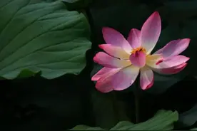 房子发霉对身体的危害有多大？揭秘霉菌背后的健康杀手！图片