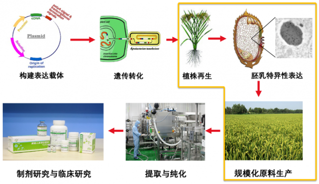 禾元生物：奥福民®在美获准开展Ⅲ期临床 “领跑”重组人白蛋白创新发展