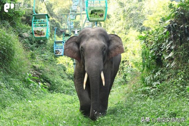 北回归线上的绿宝石：西双版纳的暖冬秘境