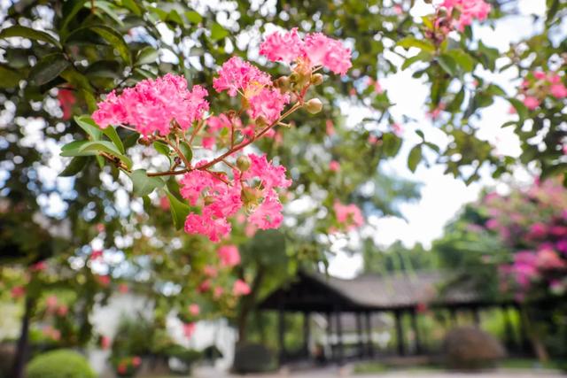 轨道直达!重庆“紫薇花瀑布”太浪漫了