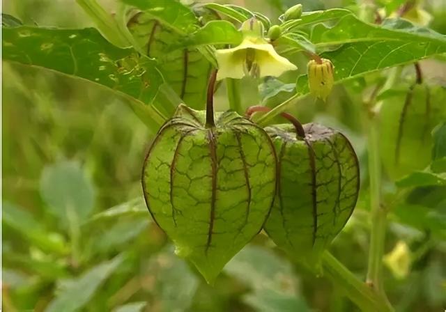 农村越来越少的植物灯笼草，老一辈称之为“补肾果”，您认识吗？