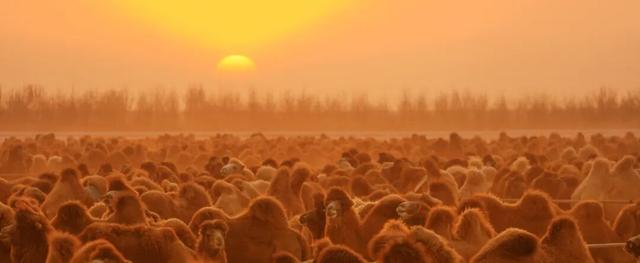 走进魅力北疆 遇见金色阿拉善