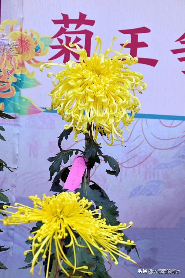 菊花是秋天里绝美的画卷