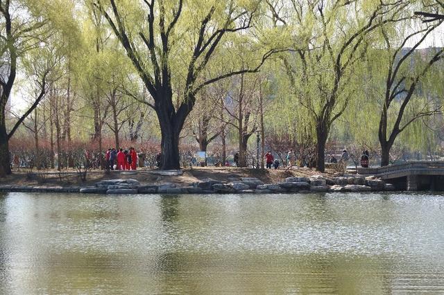 北京玉渊潭公园 樱花漫舞的诗意秘境