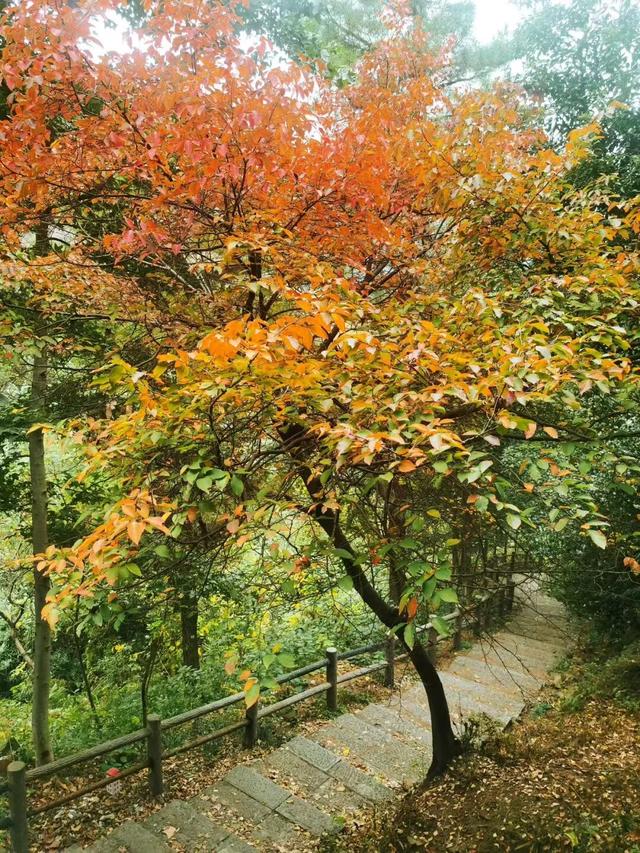 博望区“西红柿炒蛋”树上线