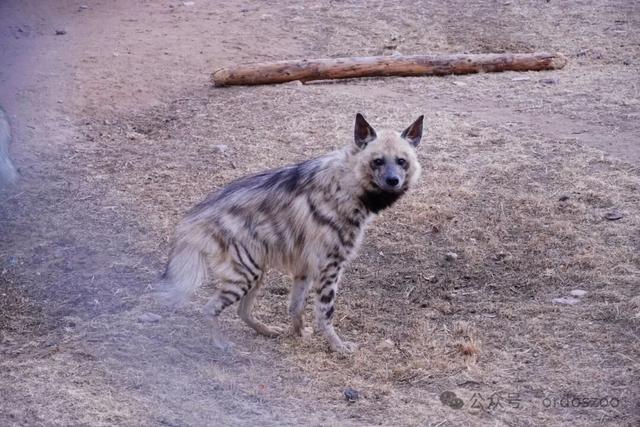 长颈鹿大象外放营业！半价！自驾！零距离围观猛兽春日“瘫”
